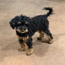 Churro - Tri-color male Bernedoodle puppy in Grandview, Texas from Big Sky Bernedoodles