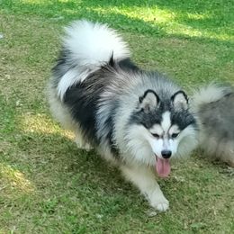 Sterling - Pomsky