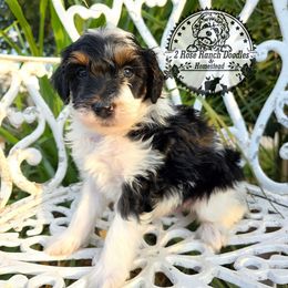 Parti 2 green collar - Black and white male Bernedoodle puppy in Graham, Texas from 2 Rose Ranch Doodles