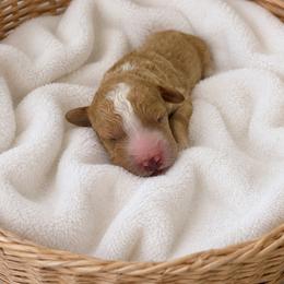 Pumpkin - Red female Bernedoodle puppy in High Point, North Carolina from Kingsfield Doodles