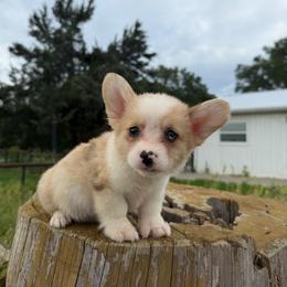 Prada (Financing available) - Fawn merle female American Corgi puppy in Inverness, Florida from Canaan Farm Corgis
