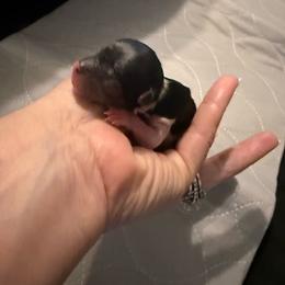 No5 Girl 3 - Black tan and white female Biewer Terrier puppy in Lebanon, Oregon from SD99Biewers