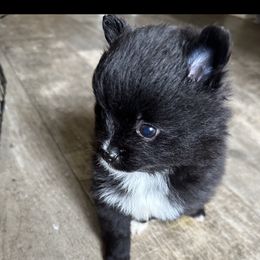 Pomeranian Puppies from Mac Daddy Poms