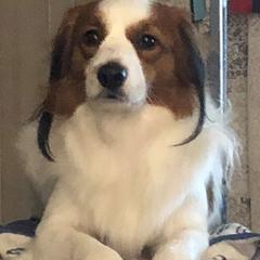 Nederlandse Kooikerhondjes from Hanabi Kooikerhondje