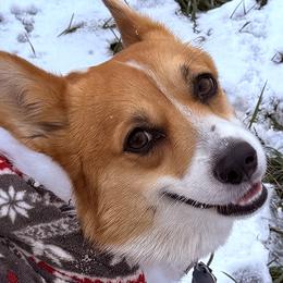 Pembroke Welsh Corgis from Prairie and Pine Pembrokes
