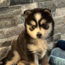 Mochi - Black and white male Pomsky puppy in Gunter, Texas from The Painted Pomsky