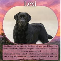 Lexi - Adult Trained Labrador - Black female Labrador Retriever puppy in Fair Oaks, California from Twisted Ranch Retrievers