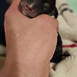 Girl 2 - Black and cream Dachshund puppy in Ethel, Washington from Mickey's Miracle Doxies