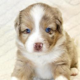 Professor Plum - male Toy Australian Shepherd puppy in Lowgap, North Carolina from Ramblin’ Rose Mini's