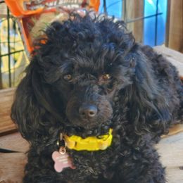 Sophia - Poodle