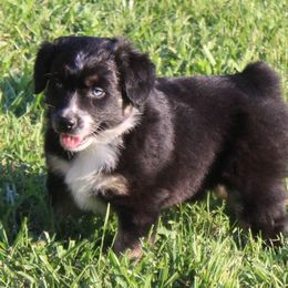Zeus (Blue eyes) - Australian Shepherd puppy from Miniature Angels Farm