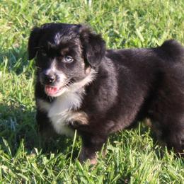 Zeus (Blue eyes) - Australian Shepherd puppy from Miniature Angels Farm