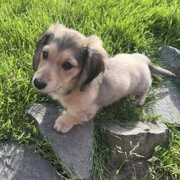 3rd Born Shaded Cream - Cream male Dachshund puppy in Rochester, Washington from Curtiss Dachshunds