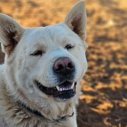Yuki - Akita