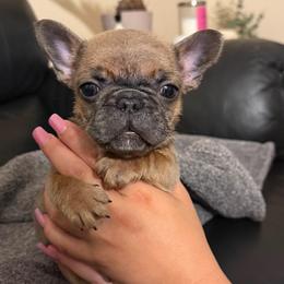 Boy 1 - Blue male French Bulldog puppy in Pennsylvania from R & C French Bulldogs
