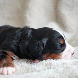 Marcine - Tri-color female Bernedoodle puppy in Folsom, Louisiana from DoodlesFarmCo