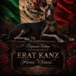 Sinai - Xoloitzcuintli