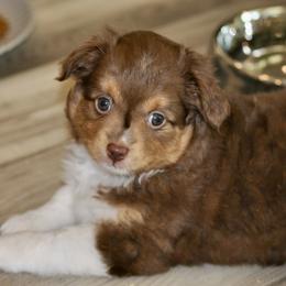 ELLE - female Toy Australian Shepherd puppy in Bixby, Oklahoma from Roeboat Aussies