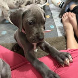 Tavi - Blue female Great Dane puppy in Russellville, Arkansas from River Valley Great Danes & Miniature Schnauzers