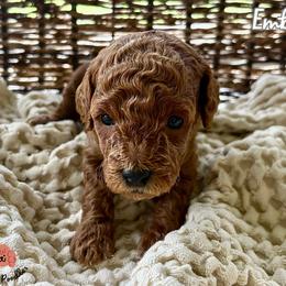 Poodle Puppies from Rouge Poodles