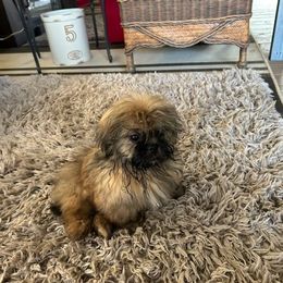 Shih Tzu Puppies from Autumn Breeze Shih Tzus and Friends