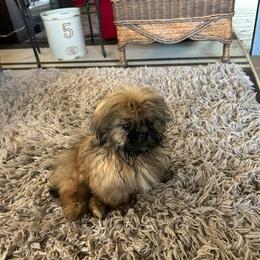 Shih Tzu Puppies from Autumn Breeze Shih Tzus and Friends