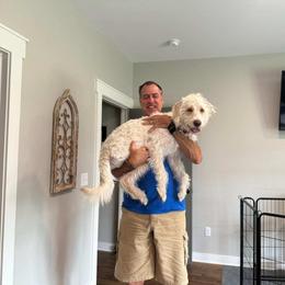 Dachshund, Labradoodle, and Labrador Retriever All Grown Up from Muddy Bay Kennels