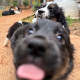 Mochi - Black tri female Miniature Australian Shepherd puppy in Shingletown, California from Whiskeytown Aussies