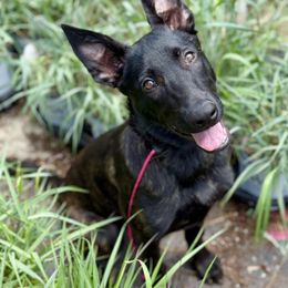 Mistress - Black brindle female Dutch Shepherd puppy in Auburn, Georgia from Faberge Hollandse Herdershond