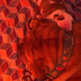 Humphrey - Red and white male Bulldog puppy in Ranson, West Virginia from EMR’s Bulldogs