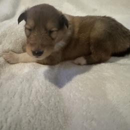 Comet - Sable and white female Collie puppy in Morocco, Indiana from Collegiate Bassets and Rheign Collies