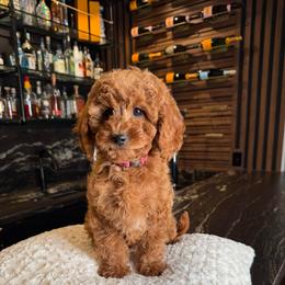 Emmy - Red  female Goldendoodle puppy in South Jordan, Utah from Wasatch Pup