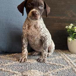 Star - Liver and white female German Shorthaired Pointer puppy in Ulen, Minnesota from North Wind Gundogs
