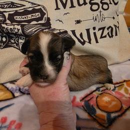 Fawn irish pied - Fawn sable female Havanese puppy in Deer Park, Washington from Mt. Top Havanese