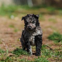 Keke - Black merle female Mudi puppy in Franklinville, New Jersey from Velaris