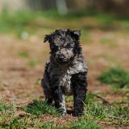 Keke - Black merle female Mudi puppy in Franklinville, New Jersey from Velaris