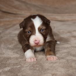 Dash - AKC Reg - Red male Border Collie puppy in Courtland, Alabama from C Bar C Ranch Border Collies