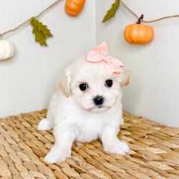 Dottie - White female Maltese puppy in Morehead, Kentucky from Paw Perfect Pets