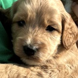 Goldendoodles from Handy Pups