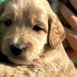 Goldendoodles from Handy Pups