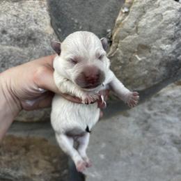 Summer - Wheaten female Scottish Terrier puppy in Chattanooga, Tennessee from Oodles of Cuties!