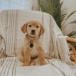 Golden Retrievers from Calis Golden Puppys