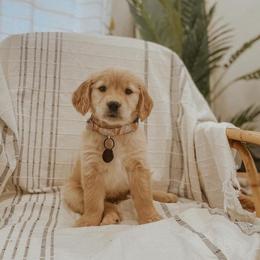 Golden Retrievers from Calis Golden Puppys