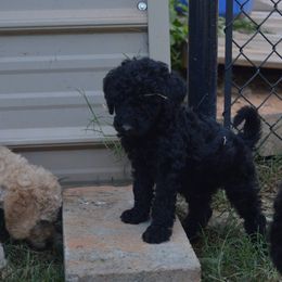 Golden Retriever, Goldendoodle, and Poodle Puppies from Oval Office Therapy Dogs, Inc.