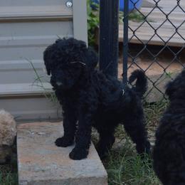 Golden Retriever, Goldendoodle, and Poodle Puppies from Oval Office Therapy Dogs, Inc.
