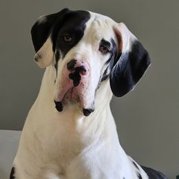 Harley - Great Dane