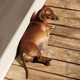 Dachshunds from Kristi's Doxies
