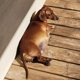 Dachshunds from Kristi's Doxies