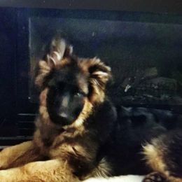 German Shepherds from Rodner German Shepherds