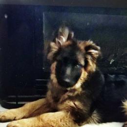 German Shepherds from Rodner German Shepherds
